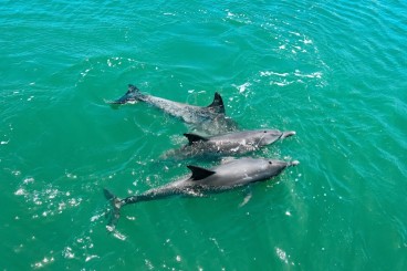 Mandurah dolphin cruise